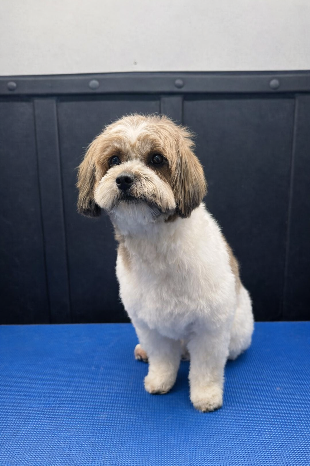 Bichon Frise before and after grooming transformation