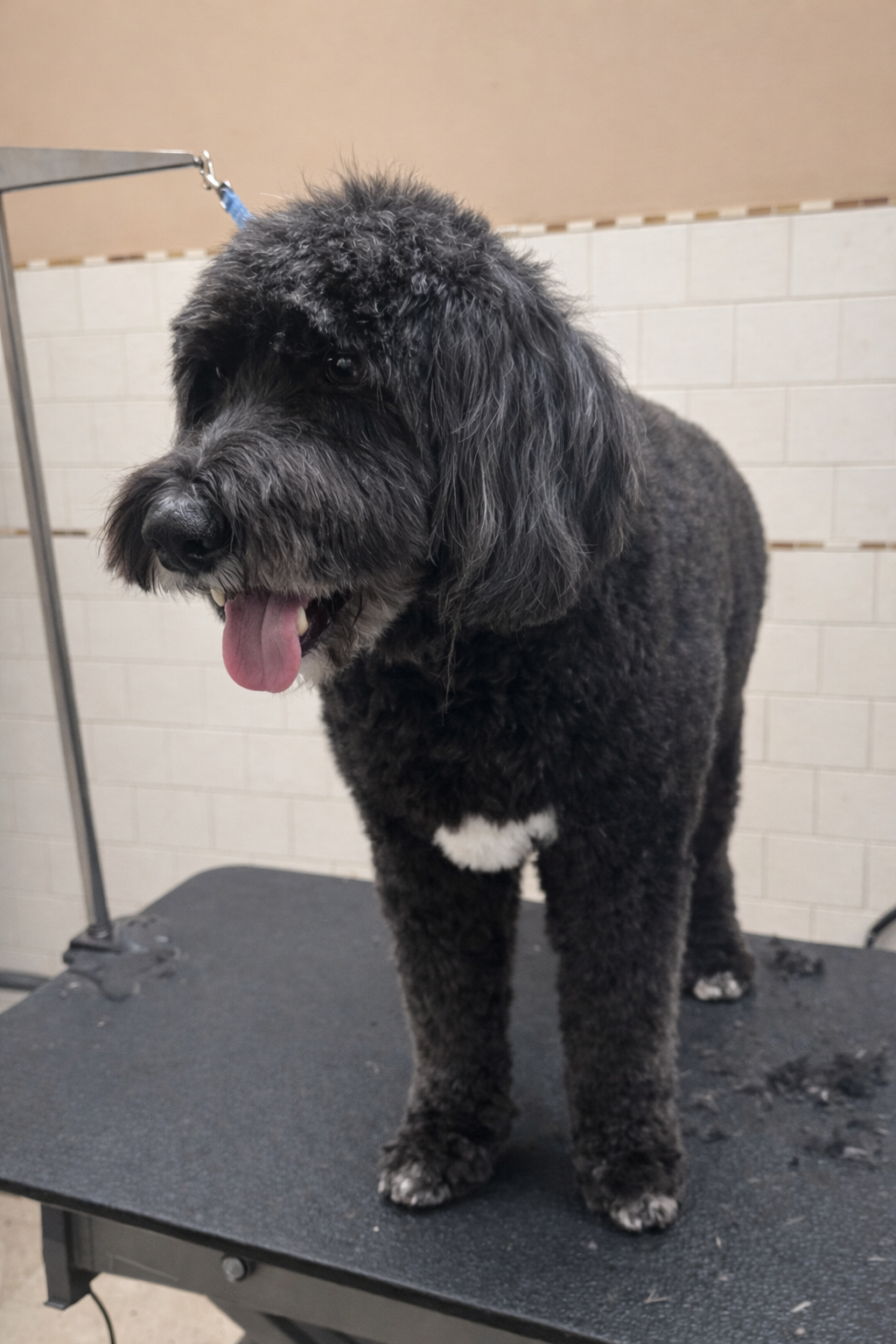 Fluffy Goldendoodle with teddy bear cut